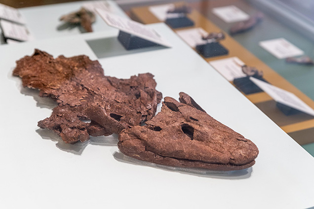 The skull and body of a tiktaalik fossil on display.